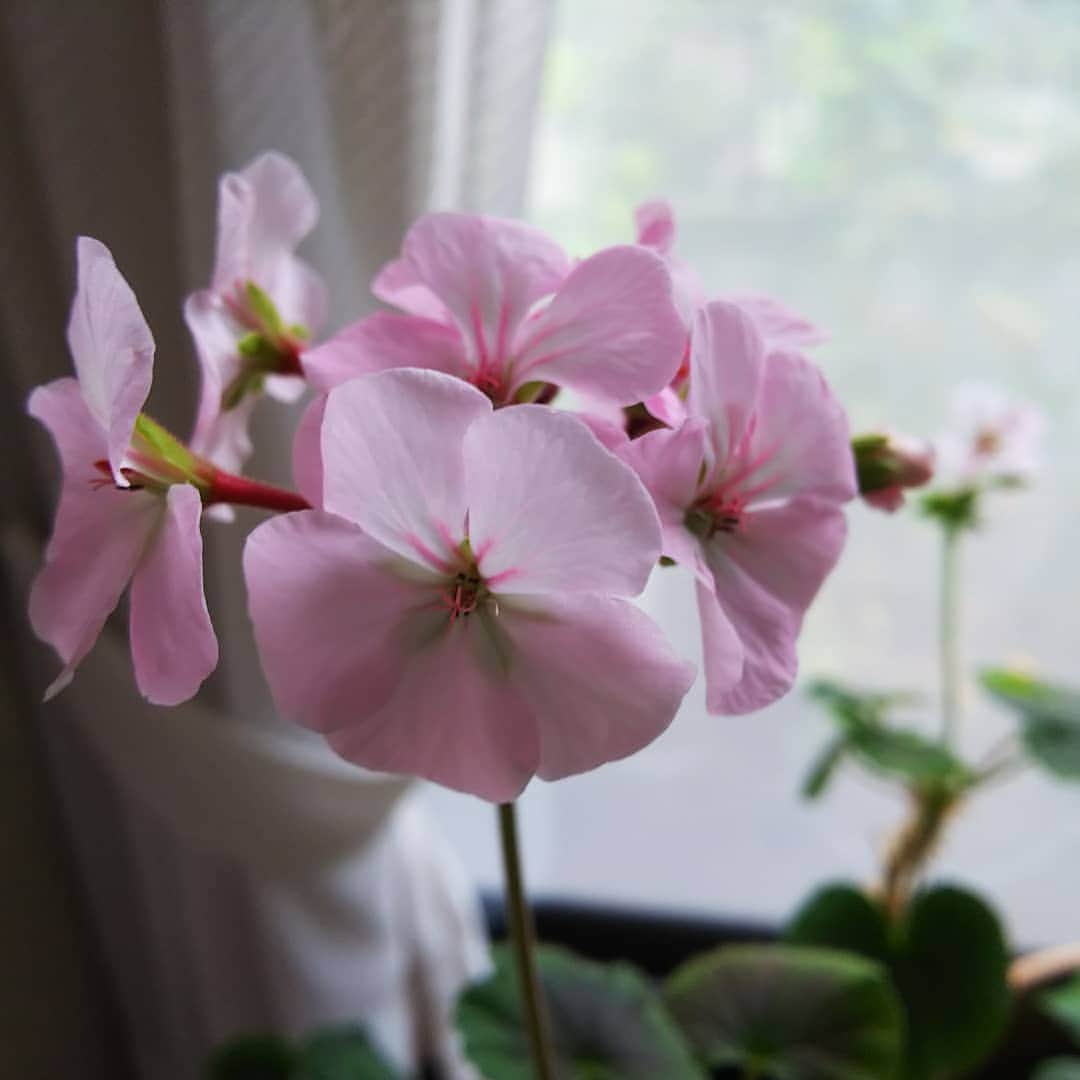 みながわゆみさんのインスタグラム写真 - (みながわゆみInstagram)「#おはようございます #今日も素敵な一日を #ゼラニウム #ゼラニウム大好き #ピンク #きれい #かわいい #はなまっぷ #花まっぷ #花の写真 #花写真 #花撮り #花好きな人 #花好きな人と繋がりたい #写真好き #写真好きな人と繋がりたい」7月26日 5時58分 - nama.09.19
