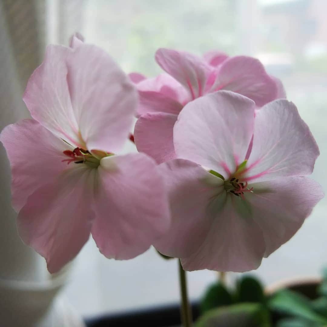 みながわゆみさんのインスタグラム写真 - (みながわゆみInstagram)「#おはようございます #今日も素敵な一日を #ゼラニウム #ゼラニウム大好き #ピンク #きれい #かわいい #はなまっぷ #花まっぷ #花の写真 #花写真 #花撮り #花好きな人 #花好きな人と繋がりたい #写真好き #写真好きな人と繋がりたい」7月26日 5時58分 - nama.09.19
