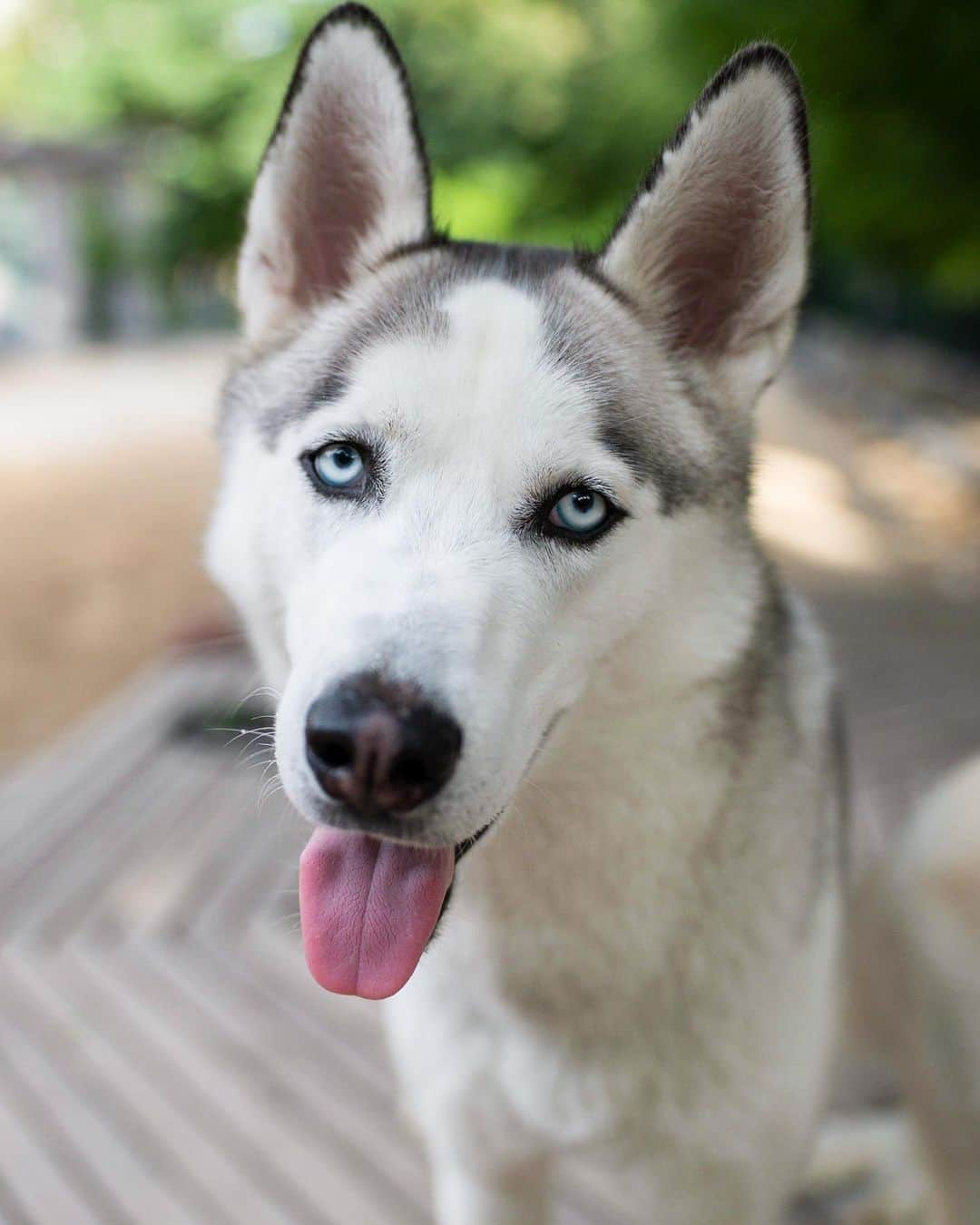 The Dogistさんのインスタグラム写真 - (The DogistInstagram)「Baloo, Siberian Husky (18 m/o), Washington Square Park, New York, NY • “He swallowed a tennis ball when he was a year old. He didn’t poop it out for three days, so he had to be operated on. We keep him away from tennis balls.”」7月26日 5時51分 - thedogist