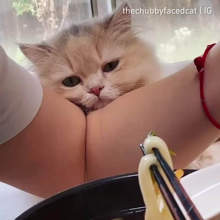 Aww Clubのインスタグラム
