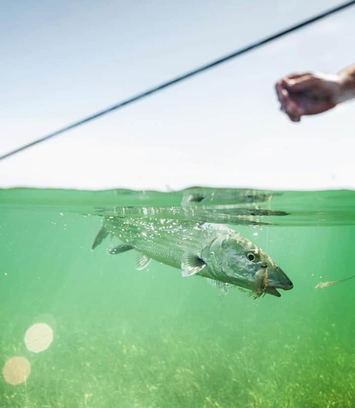 Costa Sunglassesのインスタグラム：「Fool 'em on the flats. ⁠ Catch @yellowdogbelize and Costa Pro @jeffcurrier with a few tips on fly movements for bonefish on our #BringTheWaterHome playlist. Watch it now at the link in our bio. 📷: @andrewpienovi @captnicklabadie #BornOnTheWater #SeeWhatsOutThere」