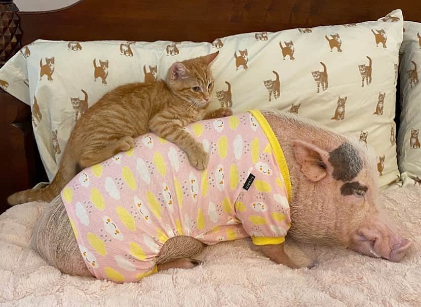 Priscilla and Poppletonさんのインスタグラム写真 - (Priscilla and PoppletonInstagram)「Home Sweet Home just in time for Pop to spend Caturday evening with Tigger! Silly Pop is trying so hard to stay awake for him, but he’s so piggy tired from the trip. Tigger is just happy to have him home. I don’t think he’s letting him go anytime soon.🐱💗🐷#caturday #piggybackride #bestbuds #prissyandpopshelpinghooves #PopandTigger #PrissyandPop」7月26日 6時45分 - prissy_pig