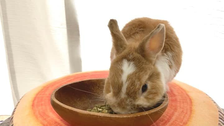 BUNNY?TUNA? のインスタグラム：「. ツナおはよー☔️ めっちゃ雨だね😨 今日は気分転換にココナッツのお皿で朝ごはん🤣 周りが気になって仕方がないツナさんでした🐰 . #おはよう#雨#換毛boy #ネザーランドドワーフ#ツナ#TUNA#うさぎ#ふわもこ部#うさぎ部#うさぎのしっぽ#ペット#netherlanddwarf#bunnystagram#rabbit#lapin#cutebunny#bunnylove#bunnies#pet#petgram#rabbitstagram#japan#kawaii#weeklyfluff#cutepetclub#instapets#instabunnies#animallovers」