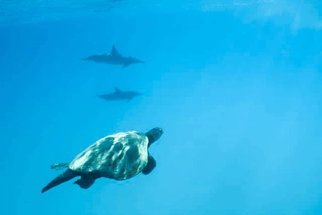 And Youさんのインスタグラム写真 - (And YouInstagram)「We often see both green sea turtles and dolphins on our tours, but it's rare that we see both at the same time! This memory from our archives is a special one. ​. ​. ​. ​. ​#fromthearchives #specialmoments #seaturtle #dolphins #wildlife #amazingoceans」7月26日 7時12分 - dolphinsandyou