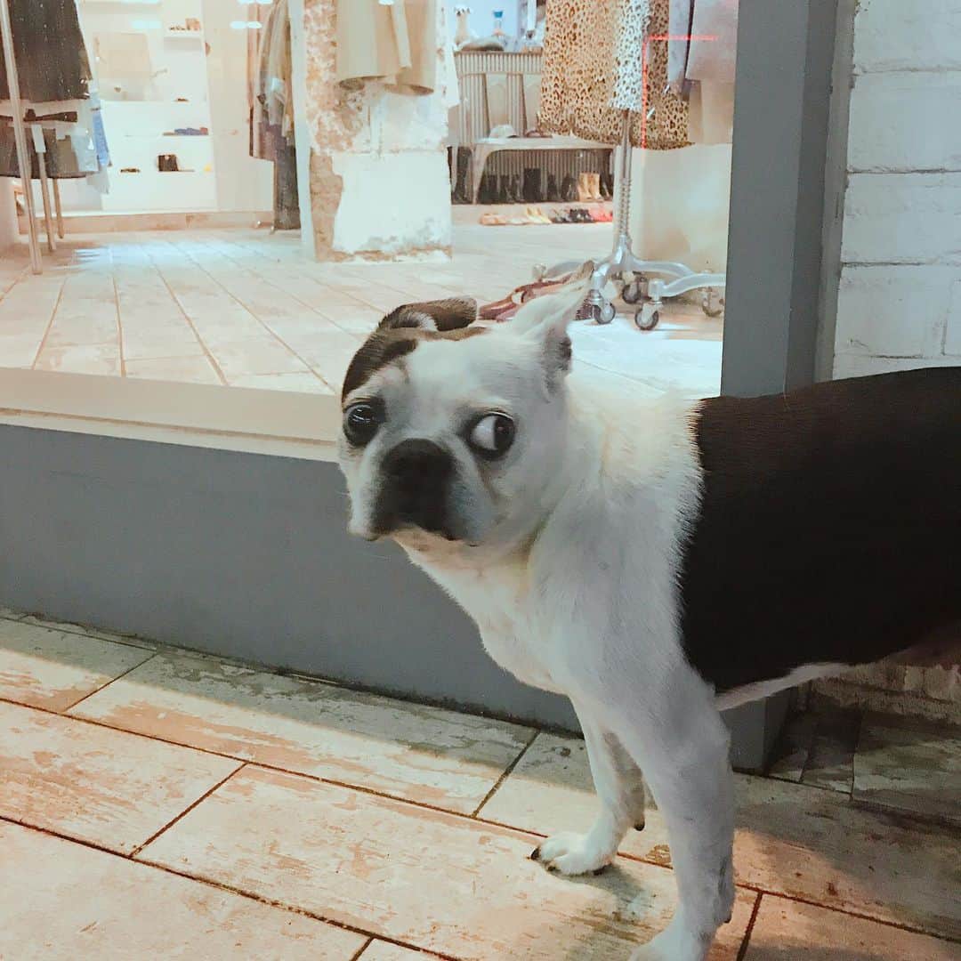 川崎優さんのインスタグラム写真 - (川崎優Instagram)「. . 🐕.. ２年前のプサンロケからずっとスマホの待ち受けになっている、韓国のブティックの犬。 . #かわいいねぇちみは #スマホ見返したらでてきた #可愛いね優んちの犬ってみんなから言われる #ありがとう #よそ様のおうちのです #元気にしてるかな #釜山ロケ楽しかったな #はやく世の中がおだやかになりますように #いろんな人に会いたいし #いろんなところに行きたいし #食べたい」7月26日 7時13分 - yuu__noir