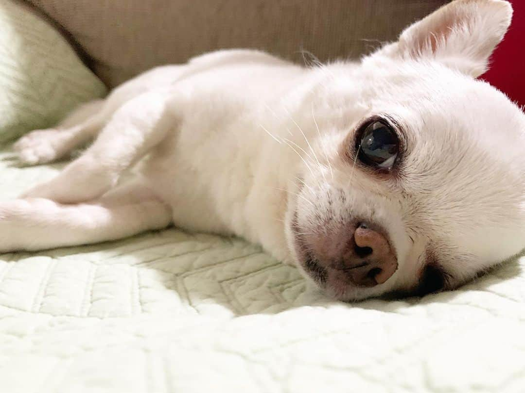 KORIKIさんのインスタグラム写真 - (KORIKIInstagram)「おはようございます♪ * #dogofsapporo #dog, #dogs, #dogstagram,#chihuahua,#犬バカ部,#チワワ,#koriki, #hanadog #白スムチ連合会, #スムチー,  #dogofthedayjp, #dogoftheday  #ilovemydog #instadog #instapet #WhiteChihuahua  #吉娃娃 #치와와  #dogsofinstagram #Chihuahualover  #ชิวาวา #チワワの輪 #barkbox #WhiteChihuahuaParty #もふもふモフモフ」7月26日 7時23分 - koriki_dog