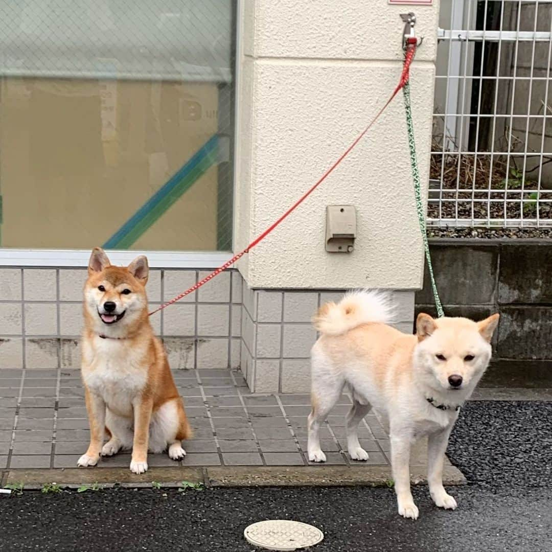 一三さんのインスタグラム写真 - (一三Instagram)「今朝の可愛い子ちゃん♪( ´θ｀)  ちょいと東京を離れます。。。  #今日の可愛い子ちゃん #犬 #いぬすたぐらむ #いぬ #イヌ #dog #芝犬 #shibainu #東京を離れます #仕事 #work #撮影 #shooting」7月26日 7時39分 - ichizou.co.jp