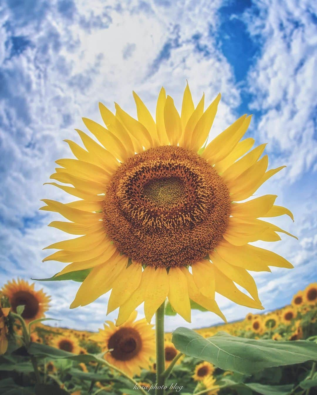 コサさんのインスタグラム写真 - (コサInstagram)「メラメラと燃える大きな太陽🌻 向日葵のビタミンカラーは元気をもらえますね . Location:兵庫 Hyogo / Japan🇯🇵 Date:2020年7月 . #向日葵 #ひまわり#Japan_Daytime_View #Rox_Captures #s_shot #sorakataphoto #LBJ_Legend #bestphoto_japan #jgrv_member #colore_de_saison #art_of_japan_ #tokyocameraclub #dpj_member #IG_PHOS #photo_jpn #ptk_japan #pt_life_ #bestjapanpics #light_nikon #広がり同盟メンバー #YourShotPhotographer #Impressive_gallery #nipponpic_member #special_spot_vip #japan_of_insta #kf_gallery_vip #1x_japan #IGersJP #beautiful_photo_jpn #ap_japan_wide」7月26日 8時05分 - kosa_photo