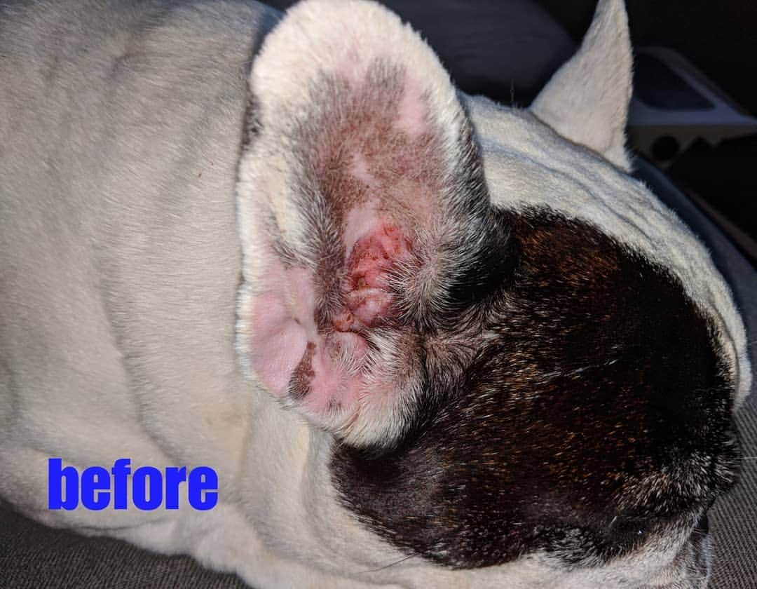 Manny The Frenchieさんのインスタグラム写真 - (Manny The FrenchieInstagram)「Had a little infection going on, but mom took care of it right away! Swipe for the before and after! ☺️ @zymox_official」7月26日 8時27分 - manny_the_frenchie