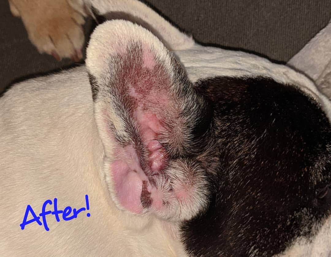 Manny The Frenchieさんのインスタグラム写真 - (Manny The FrenchieInstagram)「Had a little infection going on, but mom took care of it right away! Swipe for the before and after! ☺️ @zymox_official」7月26日 8時27分 - manny_the_frenchie