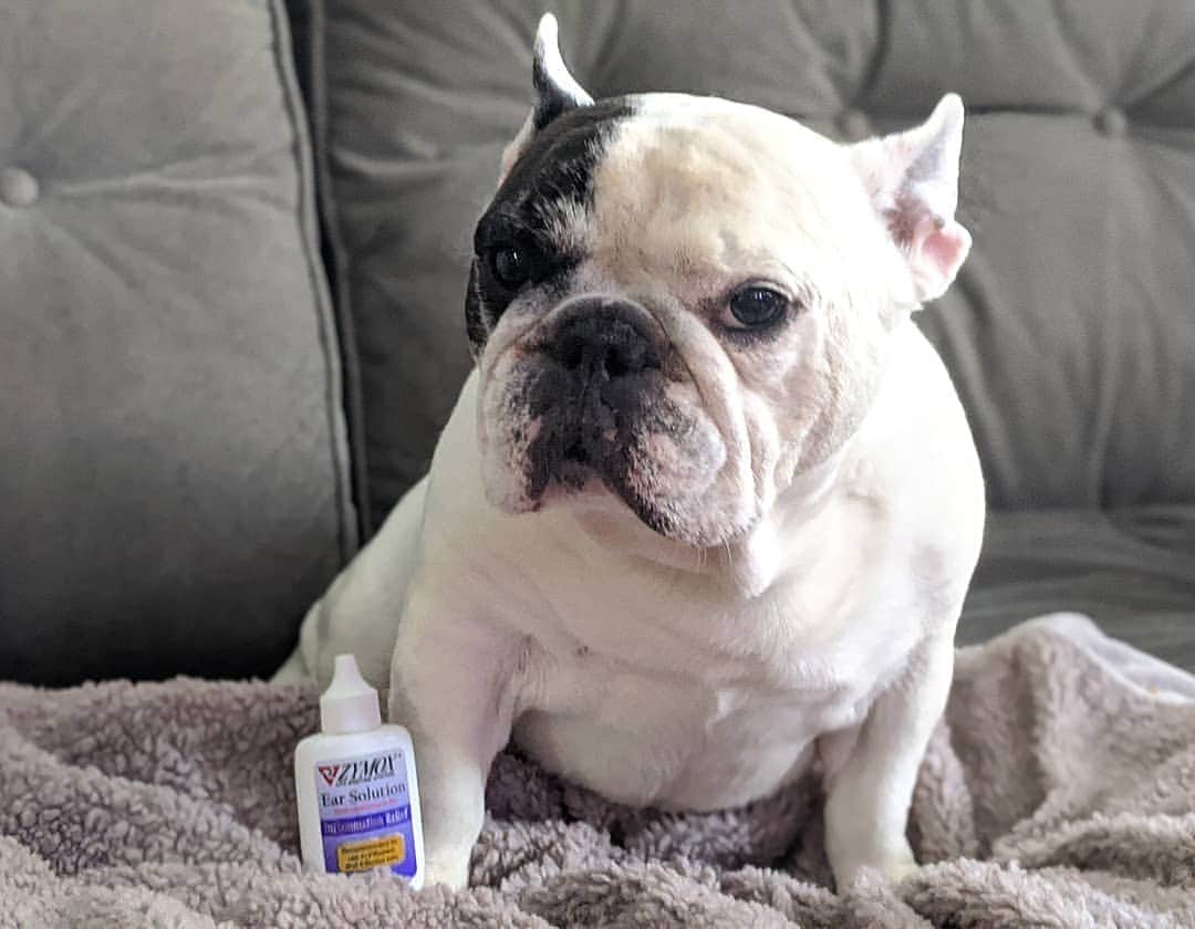 Manny The Frenchieのインスタグラム：「Had a little infection going on, but mom took care of it right away! Swipe for the before and after! ☺️ @zymox_official」
