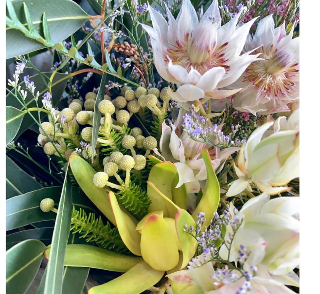 西谷綾子さんのインスタグラム写真 - (西谷綾子Instagram)「✴︎ 先日、BaSRC練習会で お誕生日のお祝いをしてもらいました✨☺️ (4/4 覚えててくださりありがとうございます😭🌈) 皆さんの優しい想いが嬉しくニヤニヤ💞が止まりませんっ🤗  #世界の花屋 アフリカ・中南米・アジアなど、 世界中の農園の美しくユニークな草花たち☘💐 生命力強そうで私も活力もらえる🔥👊  アイボリーのお花は南アフリカ原産"セルリア"という名前😍  #世界各国の季節の草花 #花と世界を旅しよう #癒される #素敵なお花 #美しく #ユニーク  #感謝 #お花のある暮らし #花  #world #flowers #beautiful #unique」7月26日 8時25分 - ayako.nishitani