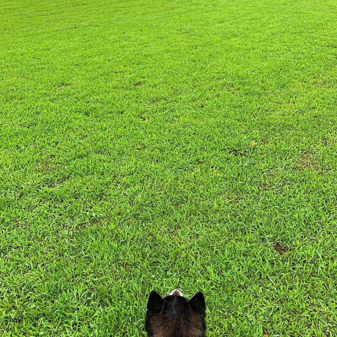 くろさんのインスタグラム写真 - (くろInstagram)「🌿 雨雲レーダー見ながら雨の合間に朝んぽ🐾 ずぶ濡れになったらシャンポーしようと思っているのに豆さんラッキーですなw #こーとー部 #いいんだよグリーンだよ #この広い野原いっぱい #greengreen #kuroshiba #blackshiba #shibainu #shibastagram #instadog #dogstagram #柴犬 #黒柴 #黑柴 #日本犬 #和犬 #シニア犬 #癒し犬 #いぬら部 #ふわもこ部 #柴犬部 #モフモフ生命体 #柴犬のいる暮らし #柴犬のいる生活 #柴犬と一緒 #わんこのいる暮らし #わんこのいる生活 #わんこと一緒 #わんダフォ #わんだふるJapan」7月26日 8時51分 - m6bmw