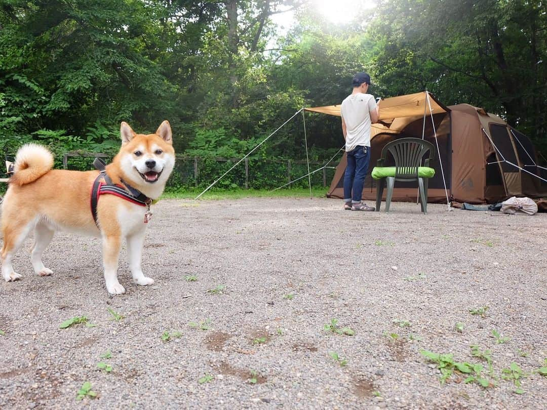 せんべえのインスタグラム