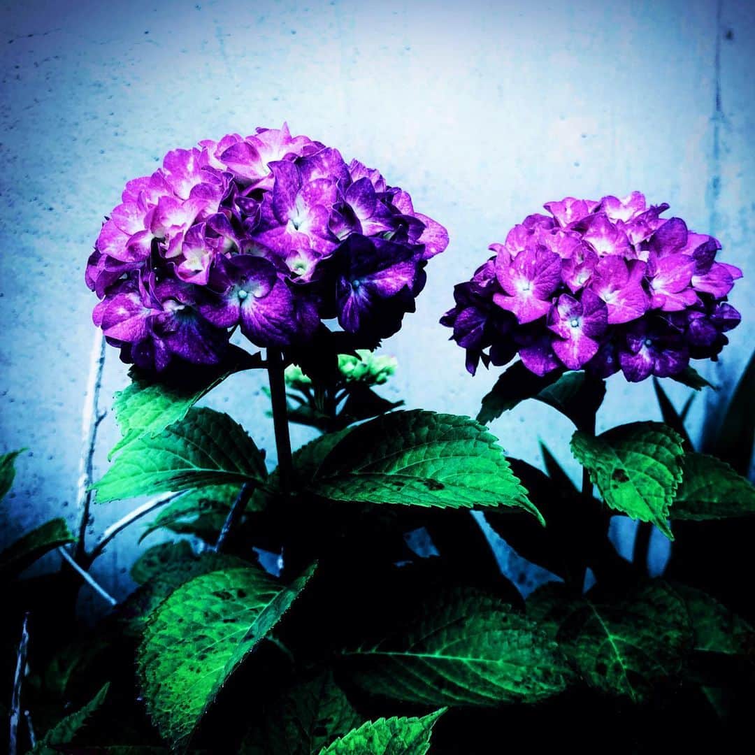 江田由紀浩のインスタグラム：「やっぱり紫陽花ってのは素敵な花だねえ。 #札幌市西区 #八軒 #散歩 #紫陽花 #あじさい #アジサイ」