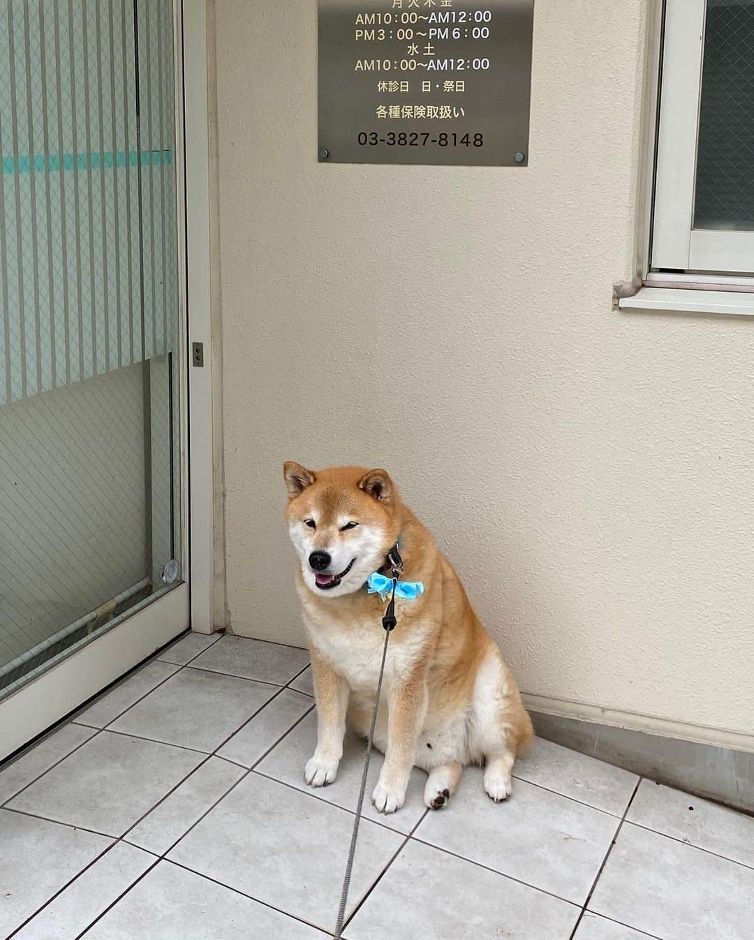 まる（まるたろう）さんのインスタグラム写真 - (まる（まるたろう）Instagram)「The weather is clearing up now. ✨🐶💨✨雨が止んでる隙にパパをお散歩に連れて行かないとっ #パパ喜んでた #一瞬だけ大雨降ってきたんだけどね #まるの指示で雨宿りして助かったんだ☺️ #まる天才」7月26日 9時05分 - marutaro