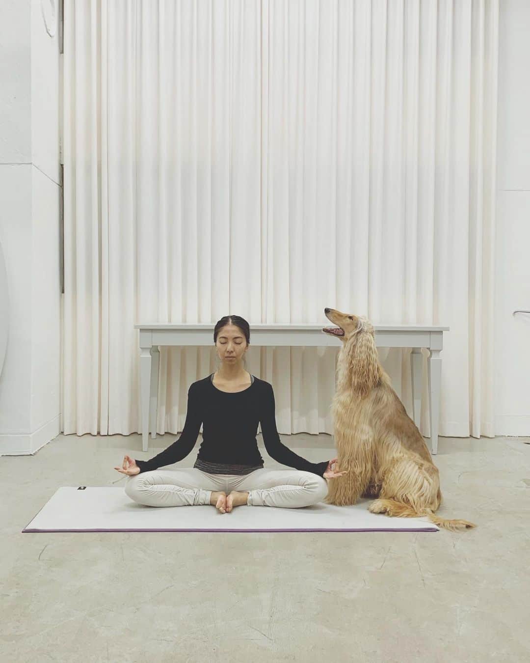 大田由香梨さんのインスタグラム写真 - (大田由香梨Instagram)「目を閉じでも耳元で「フガフガ」と　モフモフのお友達が言うてまして、、、、  結構な存在感😂  「ちょっと静かにしてて(笑)」 が口癖の瞑想タイム😑🙏🏻  #meditations」7月26日 9時08分 - otayukari