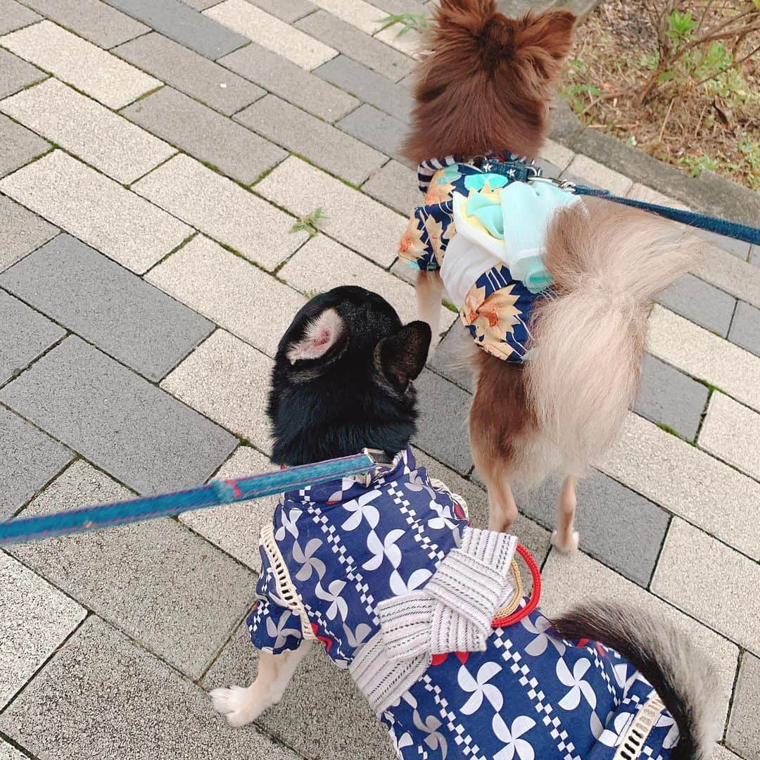 薄井美樹さんのインスタグラム写真 - (薄井美樹Instagram)「．      暑くなってきたので 浴衣デビュー🐶🍉    2人とも可愛い💕      ．」7月26日 9時28分 - mikiusui_211