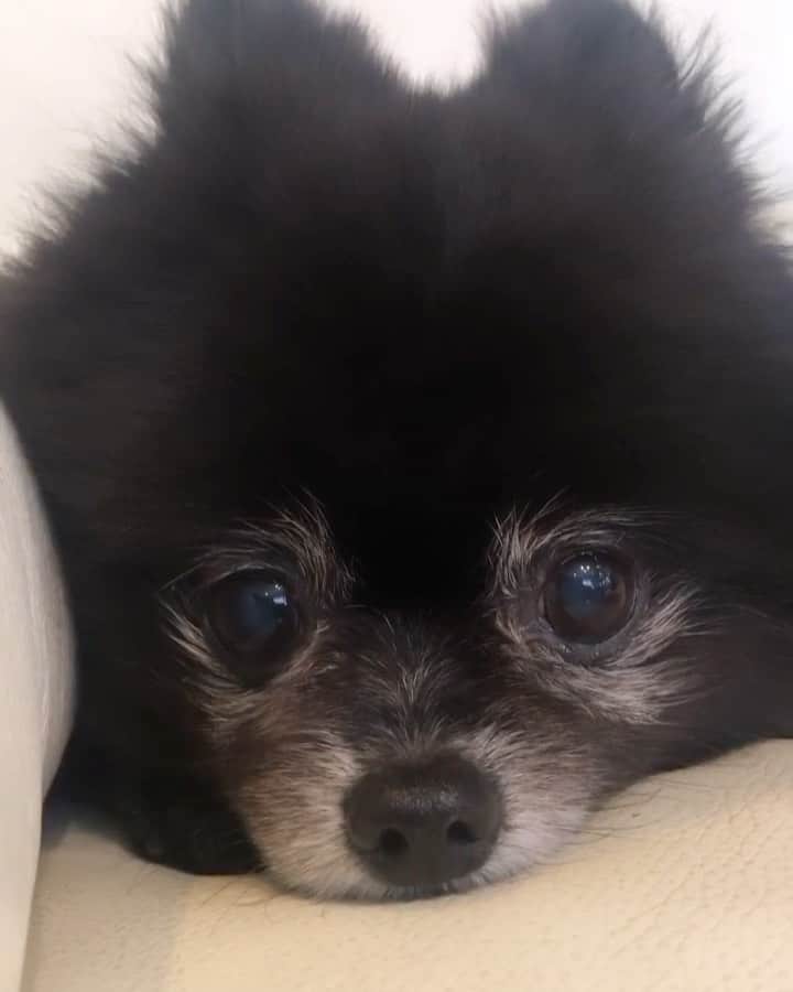 鮎河ナオミのインスタグラム：「黒ポメ🤍ラナちゃん🤍 . . . . . #pomeranian #pom #pomeraniansofinstagram #loveyou」