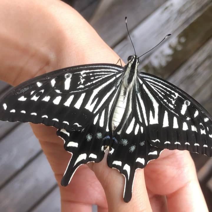 Baekのインスタグラム：「My baby swallowtail Butterfly practice How to fly on my hand💫」