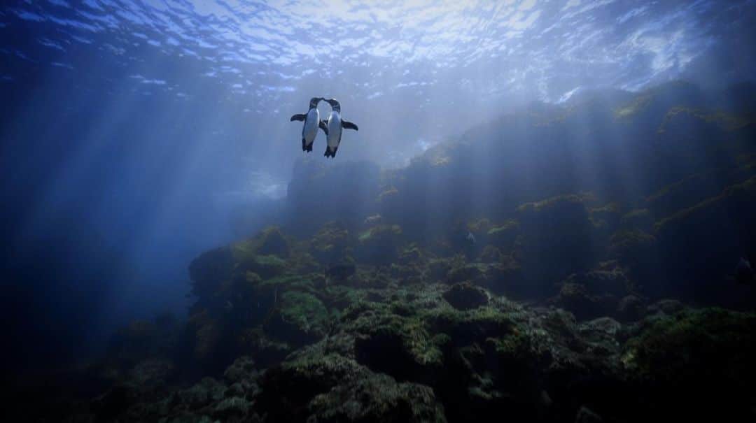二木あいさんのインスタグラム写真 - (二木あいInstagram)「📺再放送 Rebroadcast 📺﻿ ﻿ ＮＨＫＢＳプレミアム﻿ 7月27日（月）午後2時26分 ～ 午後4時15分 ﻿ 「ガラパゴス 奇跡の海を撮る」﻿ ﻿ NHK BS Premium﻿ July-27th (Mon) 14:26 ~ 16:15﻿ “ Capturing the Miracle Ocean @Galapagos” ﻿  Photographed #aifutaki  #nhk #nhkbsプレミアム #preciousblue #プレシャスブルー」7月26日 9時38分 - aifutaki