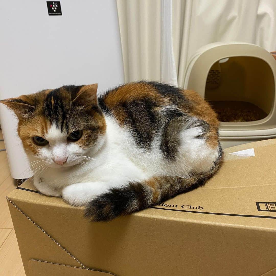 三好春奈のインスタグラム：「横向きのダンボールがお好き。 #cat #myuuuuuu #片付けられない」