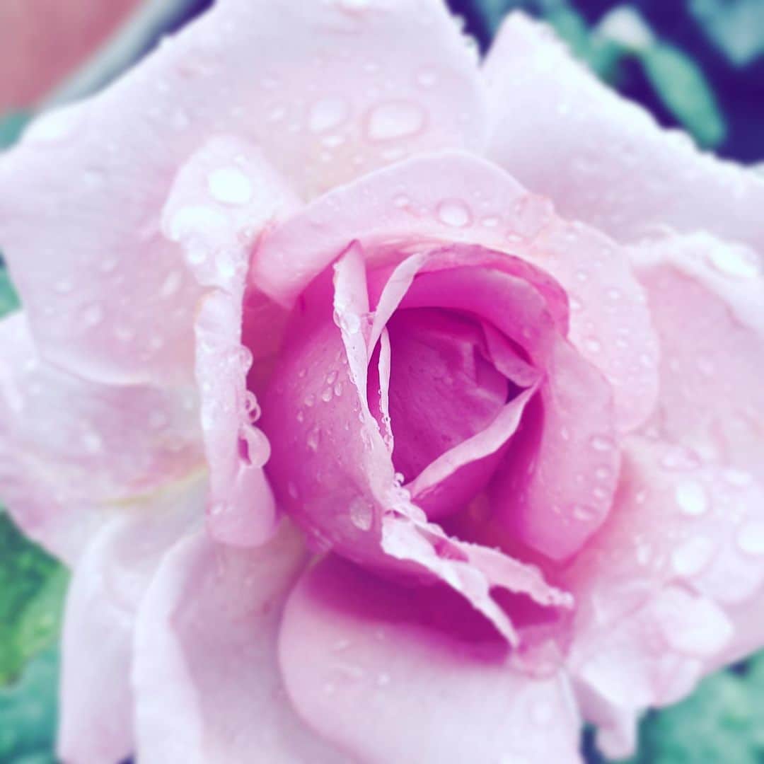のインスタグラム：「#flower #flowersoflife #pink #wet #hope #neighborhood」