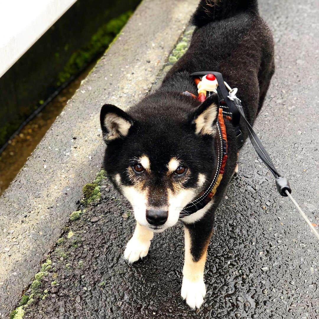 小川博永さんのインスタグラム写真 - (小川博永Instagram)「毎日6時起きのししまるさん。  #濡れまる  #今朝まる #ししまる #dog #dogs #柴犬 #黒柴」7月26日 9時56分 - ogawahironaga