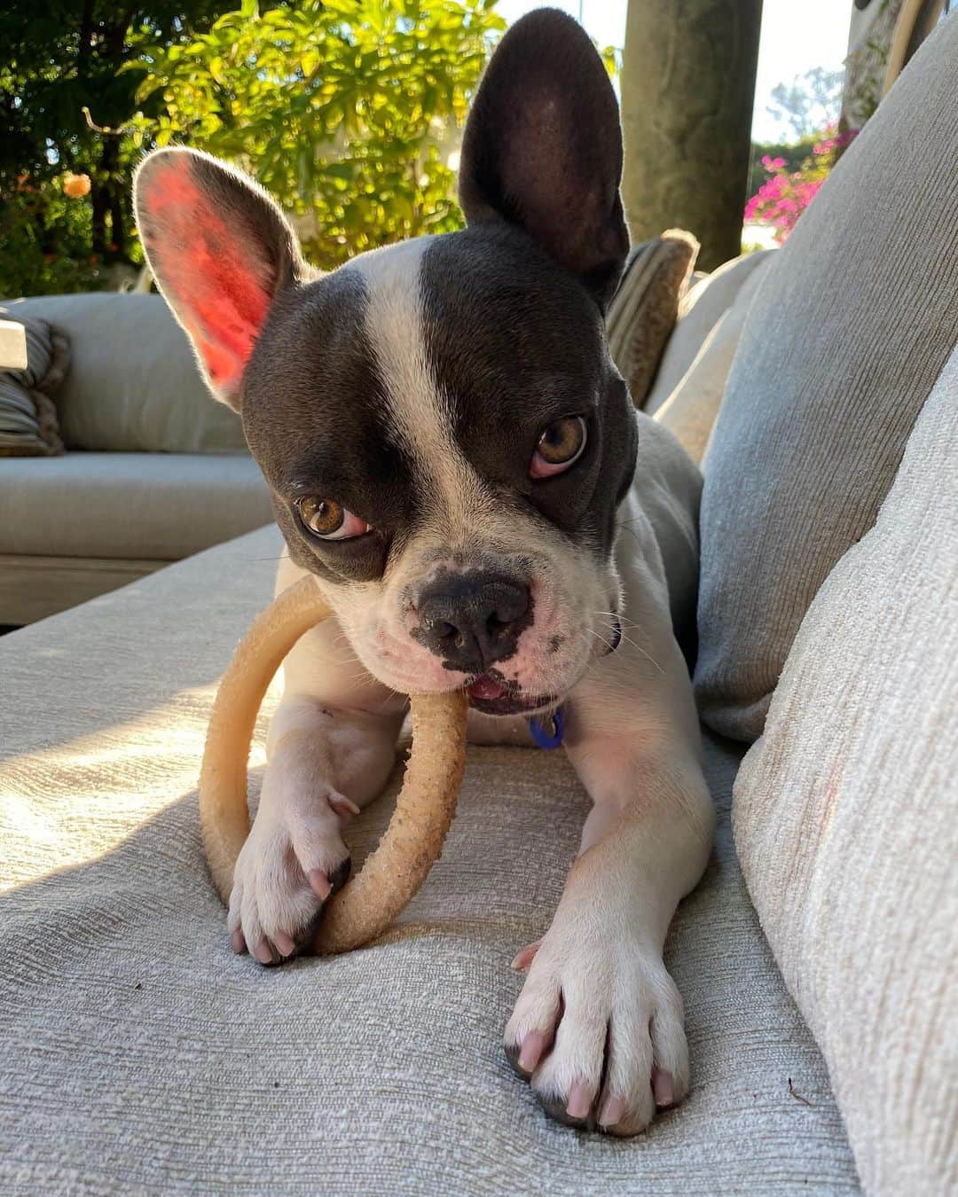 シャロン・ストーンさんのインスタグラム写真 - (シャロン・ストーンInstagram)「My buddy ❤️🌼 #BanditStone」7月26日 9時57分 - sharonstone