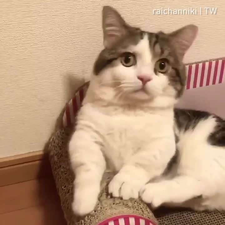 Aww Clubのインスタグラム