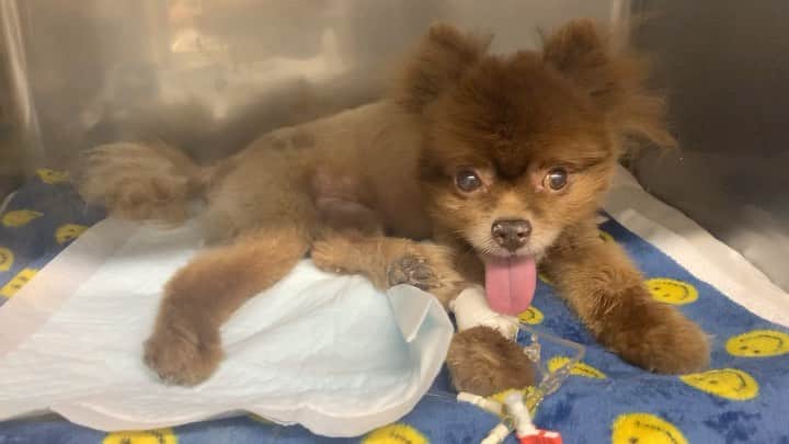 Codyのインスタグラム：「((English -> 日本語))  Today's Update: 7/25/2020  •Depending on his oxygen levels he might be able to leave the oxygen room tomorrow •He's on pain meds but he is in relatively little pain  • He's getting food/water through a tube because his stomach is inflamed and they want to let it rest. He may be able to eat tomorrow  • His "Lipase" (?) is high because of inflammation  • If his levels are good he can start rehabilitation as soon as tomorrow. Too early to tell how much is still paralyzed  • He was able to urinate and have a bowel movement on his own! • He scratched his neck with the paralyzed leg while I was visiting!  今日のクマちゃん:（7月25日) ・状態が良ければ明日酸素室から出します ・痛み薬出してるけど、そこまで痛みはなさそう ・明日からご飯あげます ・今リパーゼが上がってるのでご飯無し 理由:炎症 ・状態がよければ明日からリハビリ ・入院期間がまだわからない ・麻痺はまだ分からない、リハビリやってから分かる ・おしっこもうんちも自分でできてる ・面会してた時に麻痺になっていた右足を上げて首掻いてた！」