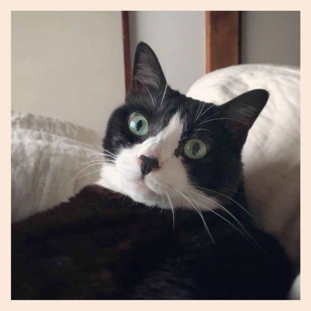 パンといっぴきのインスタグラム：「#元保護猫 #ハチワレ #白黒猫 #blackandwhitecat #tuxedocat」
