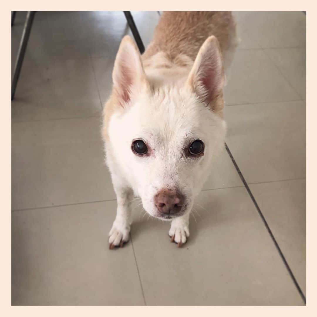 パンといっぴきのインスタグラム：「#元保護犬 #雑種犬 #crossbreed #mixdog #キップル14歳」