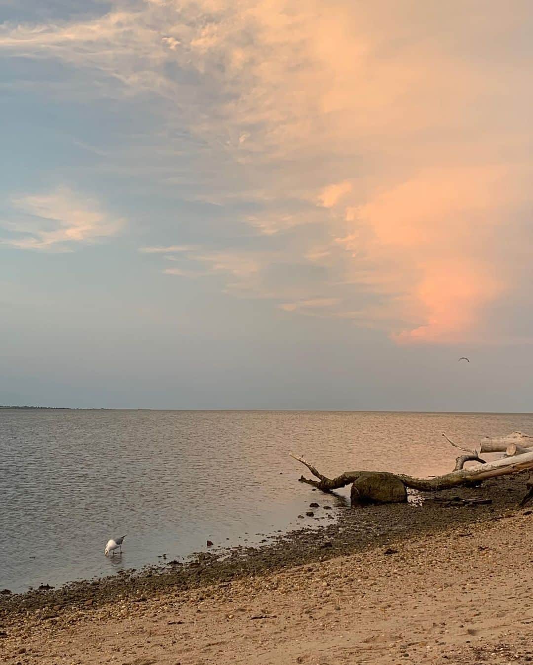 ナネットレポーさんのインスタグラム写真 - (ナネットレポーInstagram)「Sunset on the beach 📸 by @lbourgine」7月26日 10時49分 - nanettelepore