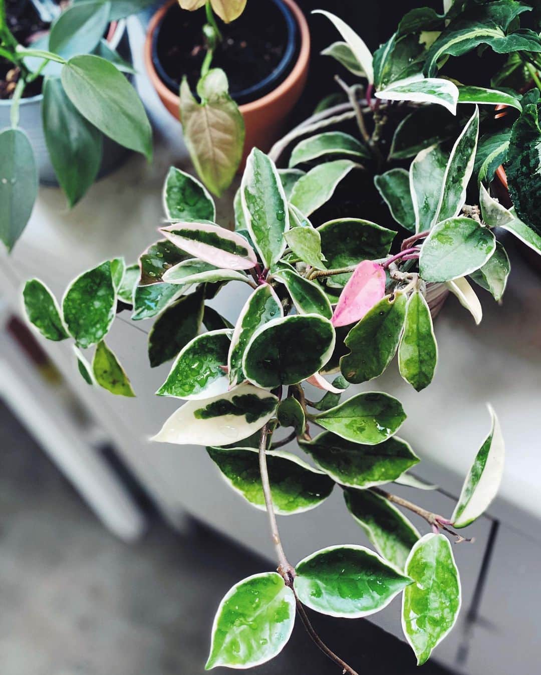 鄭碧瑩のインスタグラム：「All my hoyas are easy-going. For the #hoyacarnosatricolor I find that exposure to brighter light brings our more pink leaves.  Happy Sunday! . . . .  #plantstagram #plantsofinstagram #houseplants #plantsmakepeoplehappy #botanical #instaplants #plants #foliage #leaf #plantflife #springintoplants #plantlady #plantpotters #crazyplantlady #houseplantclub #helloplantlover #plantshelfie #houseplantsofinstagram #houseofplantlovers #junglecollective #vsco #vscogram #vscocam #vscoplants #gardeningsg #urbanjunglebloggers #sgplantclub #plantnerd #hoyacarnosa」
