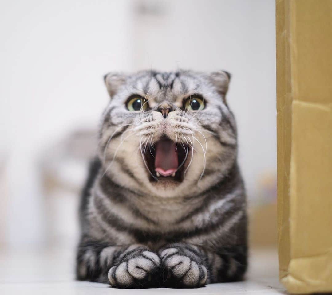 Shishi-maruのインスタグラム：「🐱 Open your mouth ,baby.﻿ 🐱健康診断「はい、あ〜ん。」﻿ ーーーーーーーーーーーーー﻿ 🌺「渋ネコ ししまるさん」ねこのきもちWEB MAGAZINE にて毎週金曜日エッセイの連載中﻿ ーーーーーーーーーーー﻿ 📕「ぷっちねこ。」「3匹のちいさな猫を召喚できたなら」「ちいさな猫を召喚できたなら」徳間書店より単行本発売中﻿ ーーーーーーーーーーー﻿ ⭐︎ねこ漫画→@tacos_cat﻿ 🌺Twitter →@taco_emonemon﻿ ーーーーーーーーーーー」