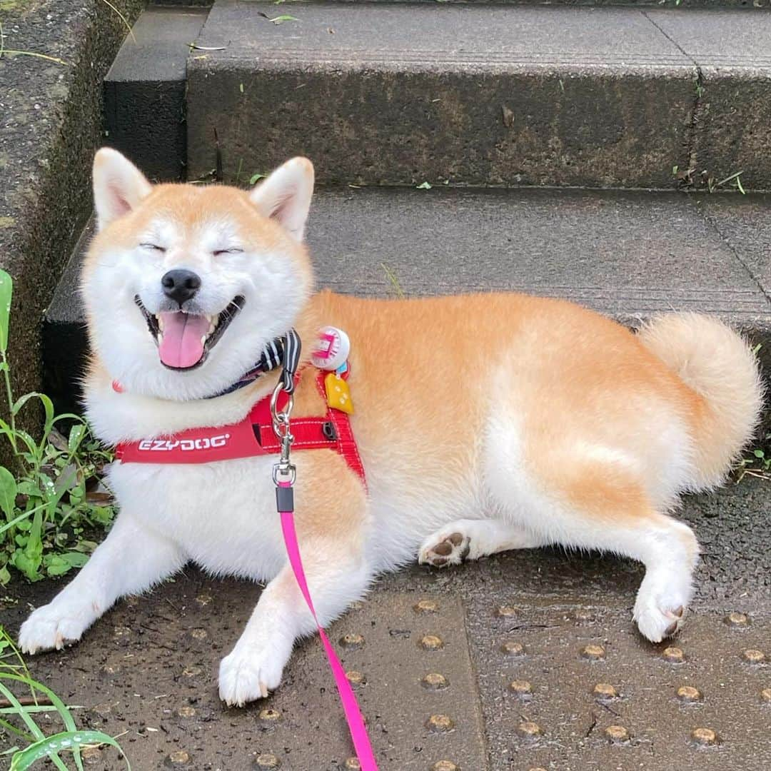 てんパパさんのインスタグラム写真 - (てんパパInstagram)「昼過ぎまで雨上がんないかなと思ってうだうだしてた10時前、 てんがグッグッと呼びに来たので、 外見たら陽射しが出てきてた。 それならと慌てて散歩に出たら、 みるみる暑くなってきた。 気温は25度ぐらいだけど、 濡れた路面からは湯気が上がっていて、 てんの歩く地表付近は、 ものすごい湿気、熱気だったと思われる。 そして日陰でへたり込むてんでした。 #雨上がり　#自主休憩　#自主てんこ」7月26日 11時18分 - tenchan.shiba