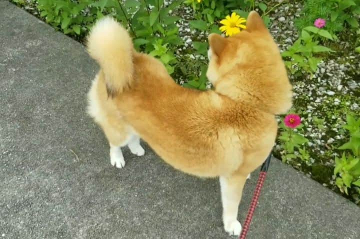 柴犬たま Shibainu Tamaのインスタグラム