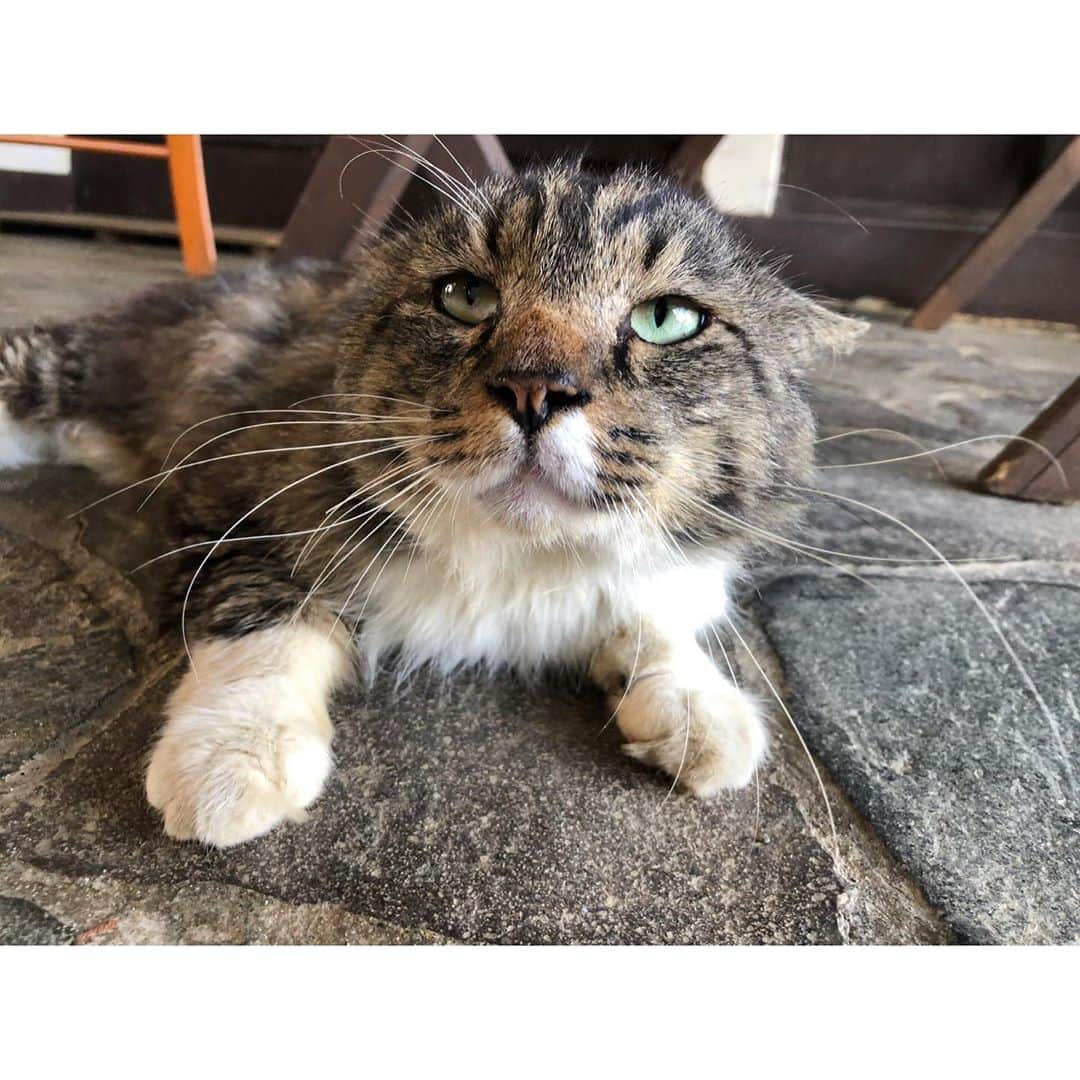 南條早紀のインスタグラム：「奇跡の一枚🐈❤️ . 2投稿前の「ねことさきちゃん」 あのときのベストショットがこちら。 . 1枚目・見つめてくれたところを撮れた！ 2枚目・セクシーなポーズもできちゃう。 目つきがいいですな〜 . . いいよいいよ〜と夢中になり（3枚目） 腰を据えて撮ろうとすると そっぽむかれて唖然とする 変態カメラマン（4枚目） . . うるさかったかな(´｀;) いい意味で猫らしくて かわいいねこちゃんでした🐈🐾 . . あーーねこ飼いたいよー…（最近の口癖 . . #猫 #ねこ #ネコ #戯れる #看板猫 #ベストショット #bestshot #cat  #見上げる #上目遣い #きゅん #セクシーポーズ #セクシーポーズ猫  #素敵 #被写体 #モデル #にゃんこ #美猫  #かわいい #可愛い #大人しい #もふもふ #夢中 #変態カメラマン #にゃんすたぐらむ  #癒し #癒しの時間 #カフェ #ありがとう #ねこ飼いたい」