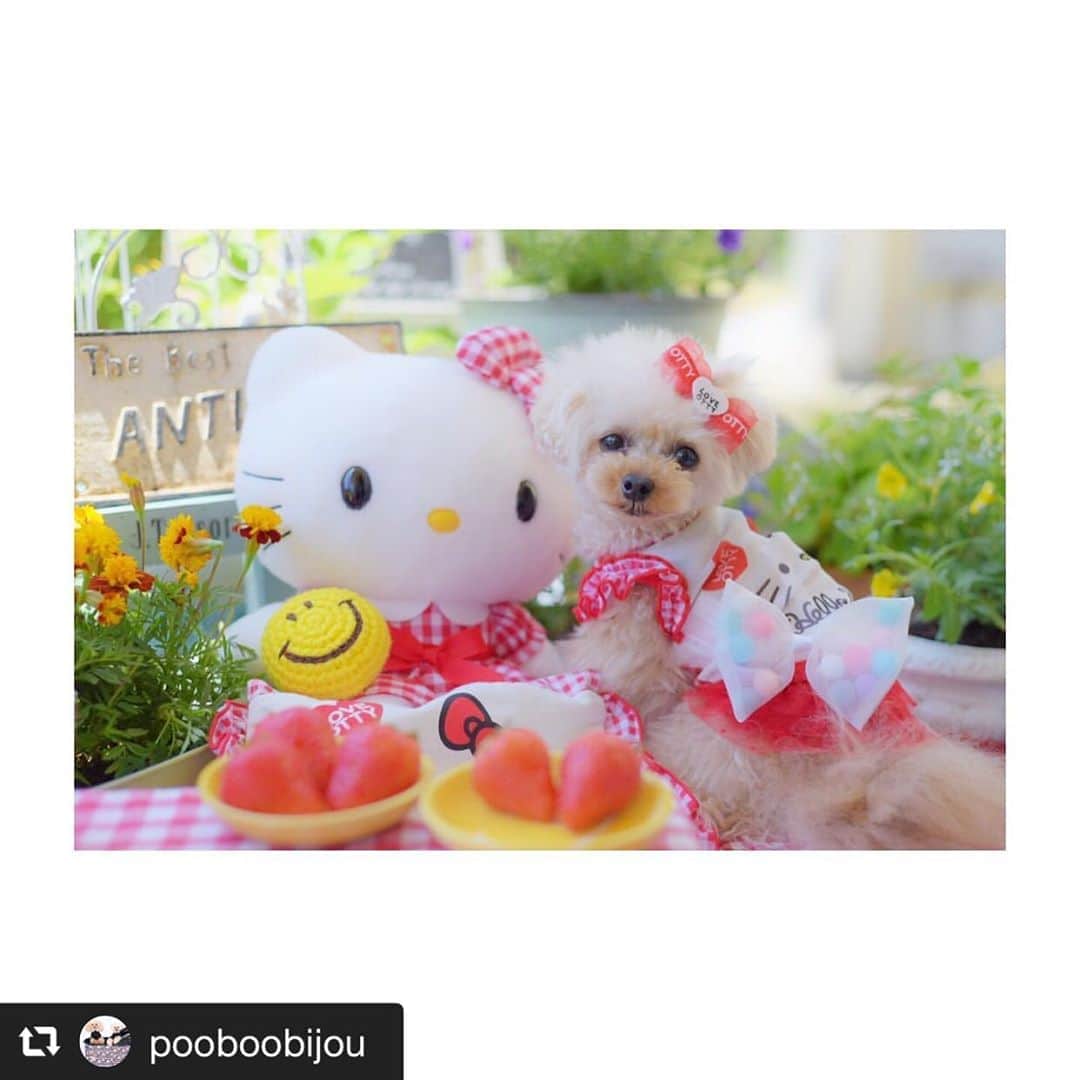 のインスタグラム：「Ottyの夏服を着て、タグ付けしてくれた可愛いワンちゃんの写真と動画が いっぱいあるので、リポストスタートしていきま〜す💁‍♀️🐶💕 可愛いワンちゃん見て、たくさん癒されてくださいませ🤗💖 ☺︎ 🐶プードルのナチュールちゃん🐶　@pooboobijou #Otty商品 ❤︎HELLO KITTYコラボ❤︎ ・フェイス メッシュタンク ・フェイス 保冷剤ケース ・フェイス カフェマット ❤︎LOVE OTTY バレッタ❤︎ ❤︎バレリーナチュチュスカート❤︎ ☺︎ なっちゃん、ステキなお庭で可愛いショットを沢山アップしてくれてありがとねっ😘🐶✨ ♔∴∵∴∴∵∴♔∴∵∴♔∴∵∴♔∴∵∴♔∴∵∴♔∴∵∴♔∴∵∴♔∴∵∴♔∴∵∴♔  repost @pooboobijou * * なっちゃん🐤 @oharagaori_otty  ｻﾝの Coolキティちゃんタンク(ﾐ･｡･ﾐ)🎀 色違いの赤も購入～♡ お庭ランランにはCoolのお洋服は必須item♡ この夏大活躍してくれそうです❣️❣️ * キティちゃんと一緒にお庭でパチリ♡ * * オンラインドッグファッションショー  オンラインドッグファッションショー2020  #otty * * 💝TITLE💝 キティちゃんとパチリ♡ 💝愛犬名💝ナチュール 💝犬種💝トイプードル 💝着用ブランド💝 キティちゃんCoolフェイスタンク バレリーナチュチュスカート バレッタ 保冷バッグ 以上全て@oharagaori_otty * * #poobooちっちゃなしあわせ  #わんこなしでは生きていけません会 #トイプードル #キティちゃん #ハローキティ  #teacuppoodle #ドッグフォトグラファーズ2020 #instagram #instagood #poodle #貴婦狗 #푸들 #귀엽다  #whim_fluffy #todayswanko #ティーカッププードル  #ペトラフ #ペトラフみんなのおうち時間 #todayswankoモデル犬 #dogenicプードルフェス2020 #dogenic #モデル犬 #dogmodel  #アルピニアラボ #アルピニア科学研究所 #ビューティプロコンテスト @beautypro_contest #ottydog @cuun_official * * がおりさ～ん♡ 今回もありがとうございました🎀」