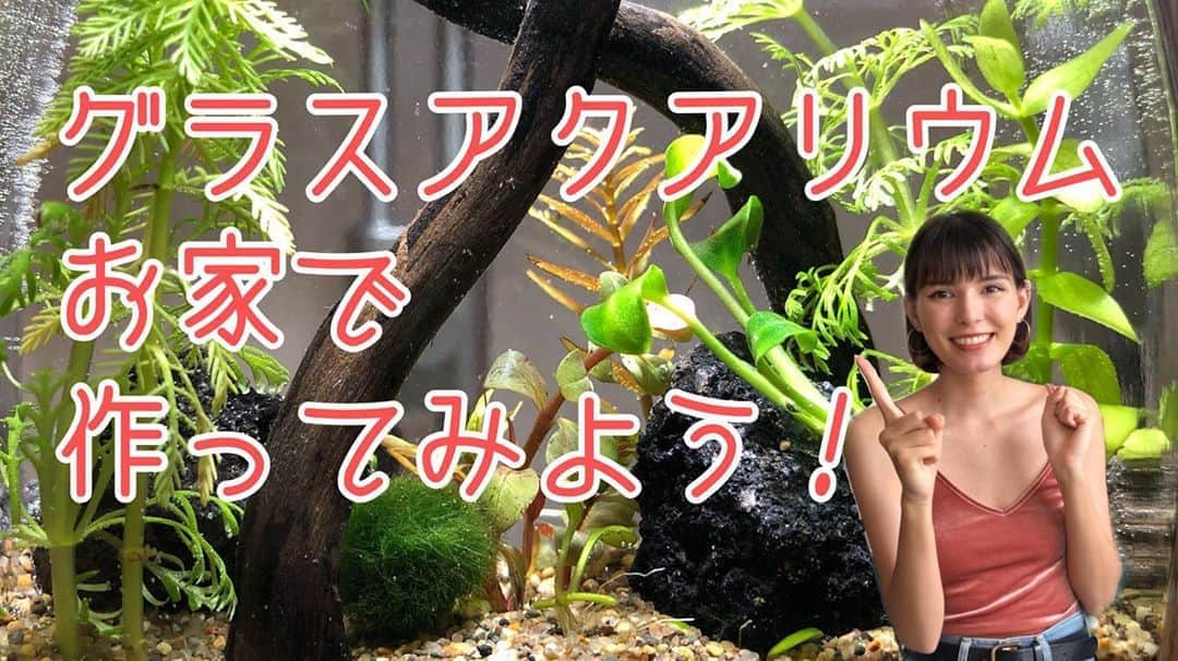 ケリーアンのインスタグラム：「New YouTube vid!🌿  涼しげで美しいグラスアクアリウムをお家で作ってみよう！🌱🌱🌱🌱🌱🌱🌱🌱 リンクはストーリーとツイッターから💻」