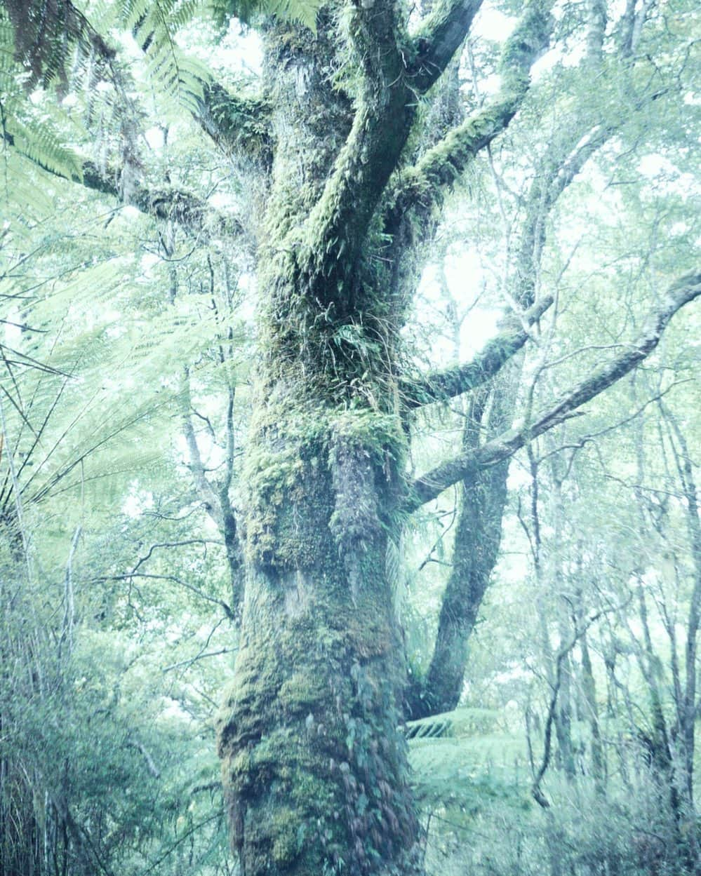 柏倉陽介さんのインスタグラム写真 - (柏倉陽介Instagram)「Stewart Island 📷 #newzealand #nz #mountains #landscape #purenewzealand #explore #hiking #newzealandguide」7月26日 12時24分 - yosuke_kashiwakura