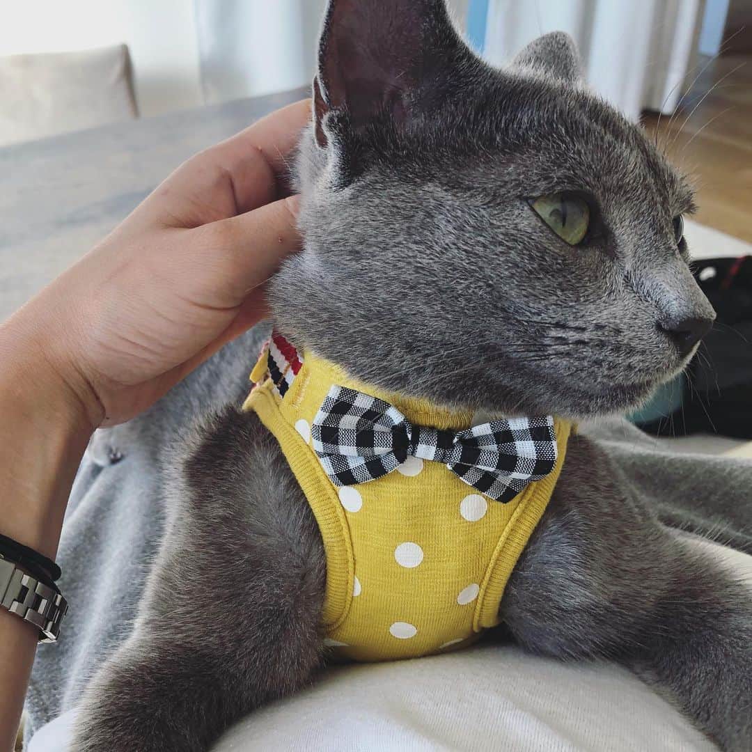 のインスタグラム：「猫用ハーネス、ルイくんもご満悦みたいで着せる度喉ゴロゴロ鳴らしてる。笑 猫バックを出す度自ら飛び込んで一緒にお外に行きたがるような子なので、いつかハーネス着けてお散歩できればと思い購入。とにかく安全で脱げずらいのを探しまくり、結果黄色のが1番丈夫でしっかりしてました💛 ベランダとお家の中で練習いっぱいして、コロナとかも落ち着いたらハーネスでお外デビューしようね🐈🥰  #猫用ハーネス #ロシアンブルー #子猫 #猫 #ねこ #cat #catstagram #Luis #ルイ　#russianblue #猫のいる暮らし #kitten #甘えん坊猫」