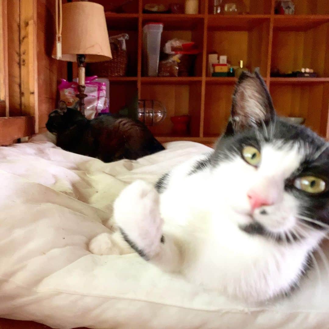 池内万作さんのインスタグラム写真 - (池内万作Instagram)「じょじょに先輩との距離を詰める子猫。 #イケウチ家の猫 #くろっさん #ねおっさん」7月26日 12時46分 - mandeshita