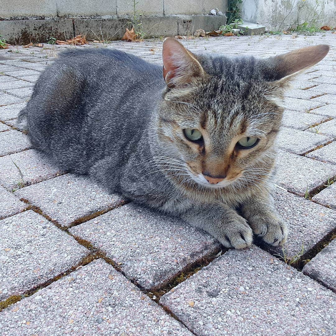 Homer Le Miaou & Nugget La Nugさんのインスタグラム写真 - (Homer Le Miaou & Nugget La NugInstagram)「Please meet Bob. I think he has adopted me and is living in my patio but i'm not sure yet!lol Since a couple weeks i was smelling cat pee around the catio. Which is weird as Homer and Nug are very posh and will never go outside the litter box. A few days ago,  i noticed that cat in the garden. He was looking but from a far... After having a first kibbles and treats meeting, we were friend.  Yesterday he was here too, a bit closer... And this morning i've heard Nug spitting and growling on the catio. Guess who was right in front of my door? Bob!  He was still keeping his distance so i set him a little space with a cardboard box, water and kibbles. 5 min after he was following me everywhere, waiting for me at the door. After Nug went crazy again, he stayed near his spot and took a nap. He is super friendly and beautiful with his little puma face. I've checked for a chip or tattoo but nothing. I will ask my neighbors about him with the picture before officially declaring him a permanent patio guest! I hope he is not an abandonned cat for the holidays... Fingers crossed i'll find out! In the mean time, look at this little face, aw!!!!😻」7月26日 22時43分 - homer_le_chat
