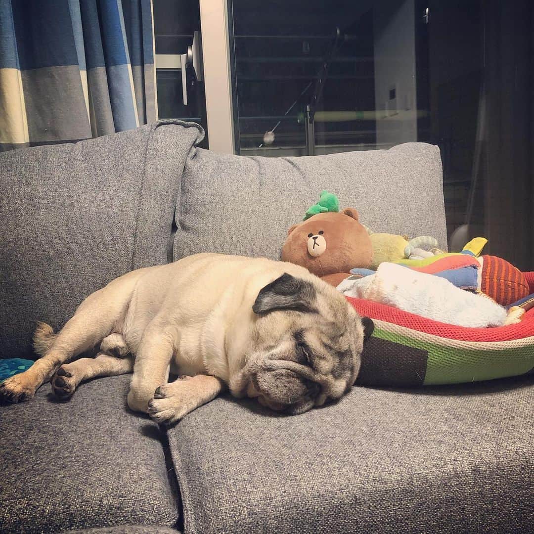 やついいちろうさんのインスタグラム写真 - (やついいちろうInstagram)「あの子が眠ってる　  #pug #pugs #puglife #puglove #パグ #パグスタグラム」7月26日 22時40分 - yatsuiichiro