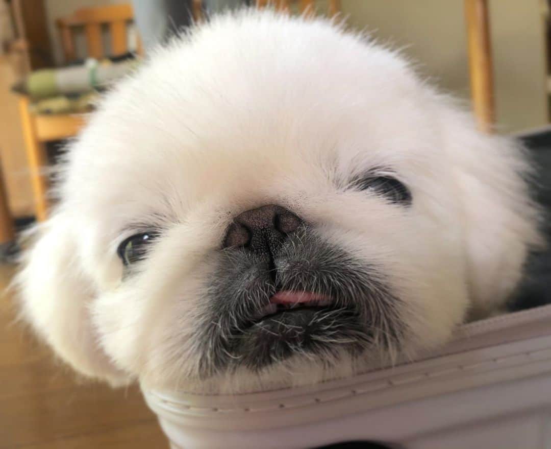 こなつのインスタグラム：「もふもふ🤤☁️💓🤤☁️💓」