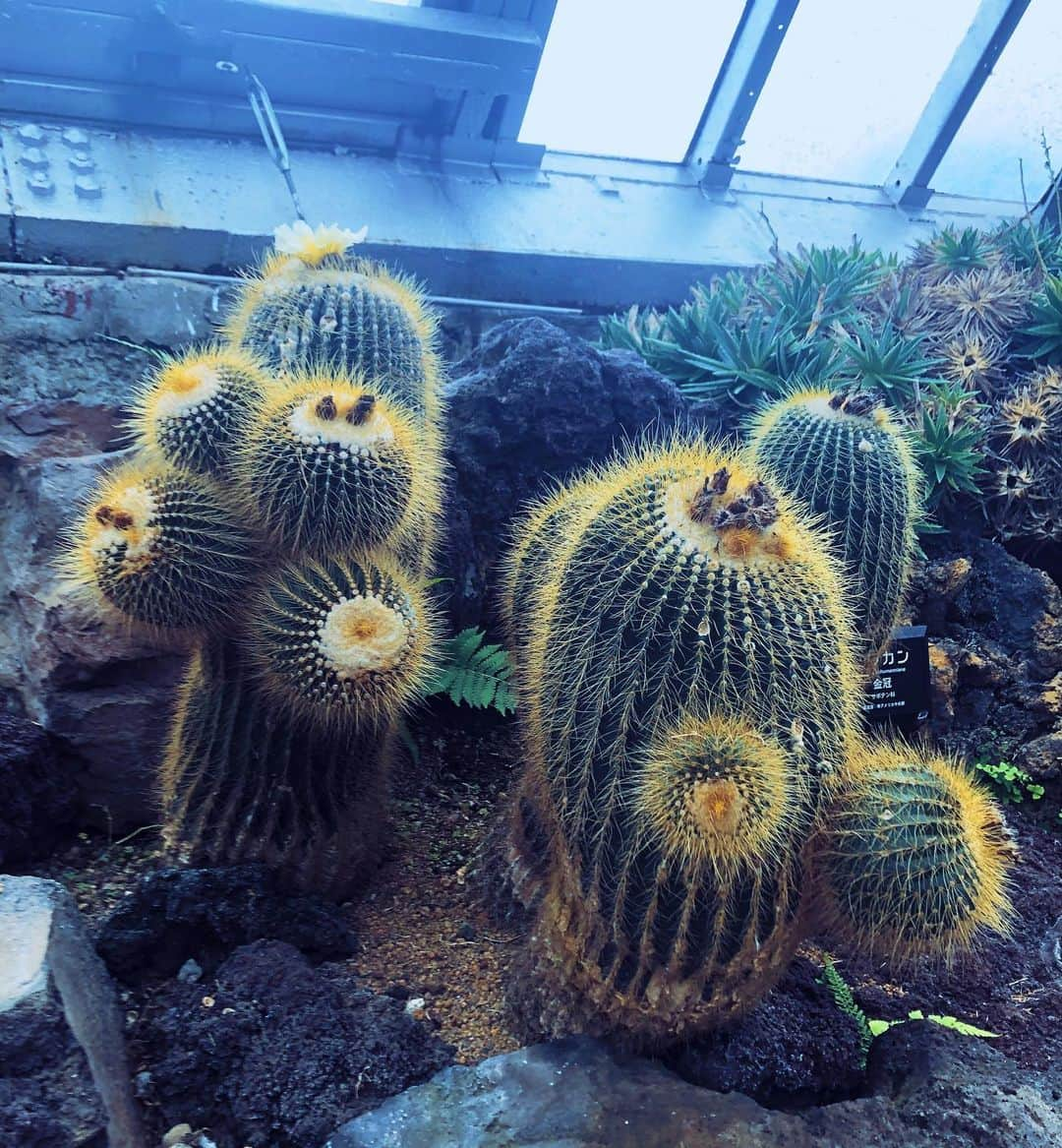 月城まゆさんのインスタグラム写真 - (月城まゆInstagram)「これでもかってくらいサボテン🌵を鑑賞しました🌵 かわいいおうちにもほしい🌵 #🌵」7月26日 23時32分 - xo_mayu_xo