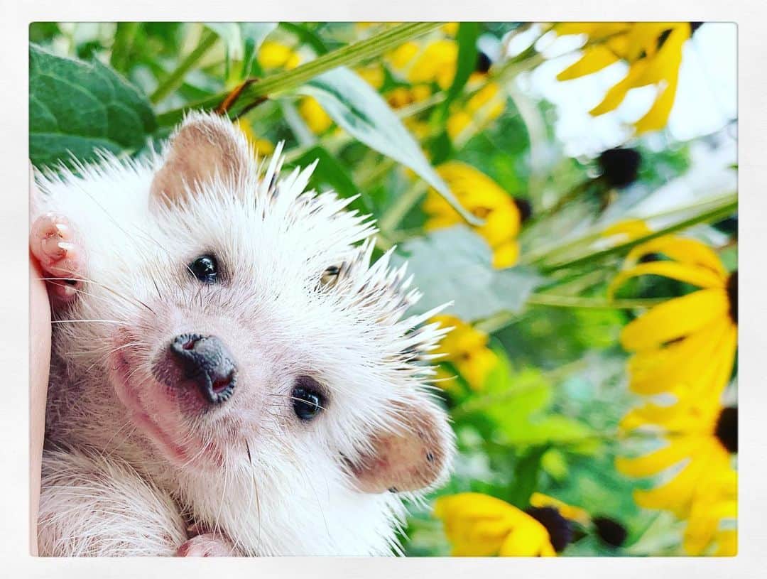 野澤美仁さんのインスタグラム写真 - (野澤美仁Instagram)「ハリネズミのモナカちゃんー 癒し  #ハリネズミ#ペット#animal#pet#hedgehog」7月26日 14時39分 - misatonozawa0625