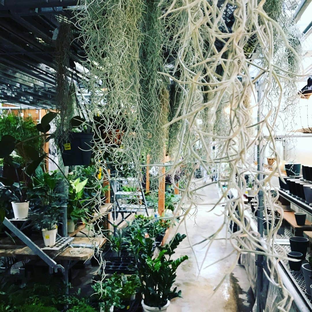 福田葉子さんのインスタグラム写真 - (福田葉子Instagram)「都内でいちばん大きいと評判のグリーンショップへ。広い！植物豊富！なんでもある…すごすぎて目移りして何を買えばいいのかわからなくなり、ひたすらグルグル回ってました…。 ローズマリーとユーカリ、モヒートミントを手に帰途に着きました。いったん落ち着こう、そしてまた来よう。 #green #greenshop #ozakiflowerpark #botanical #gardening #fun #weekend #オザキフラワーパーク #グリーンショップ　#園芸店　#観葉植物　#広い　#緑化　#ガーデニング　#植物のある暮らし」7月26日 15時49分 - yoyoyokoko